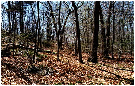 View 3 of 6 - Two Beautiful Secluded Lots