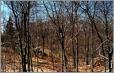 View 4 of 6 - Two Beautiful Secluded Lots