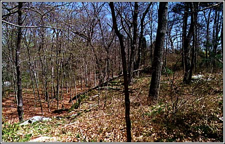 View 5 of 6 - Two Beautiful Secluded Lots