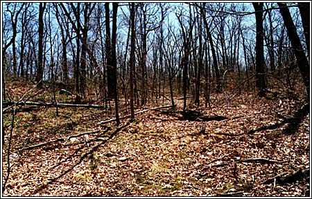 View 6 of 6 - Two Beautiful Secluded Lots